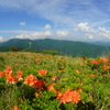 蓮華ツツジと諏訪の海（湖）