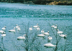 「白鳥の集う場所」