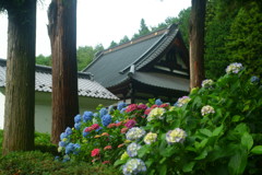 山寺に咲く紫陽花