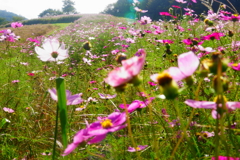 「陽光に輝くコスモスの花」
