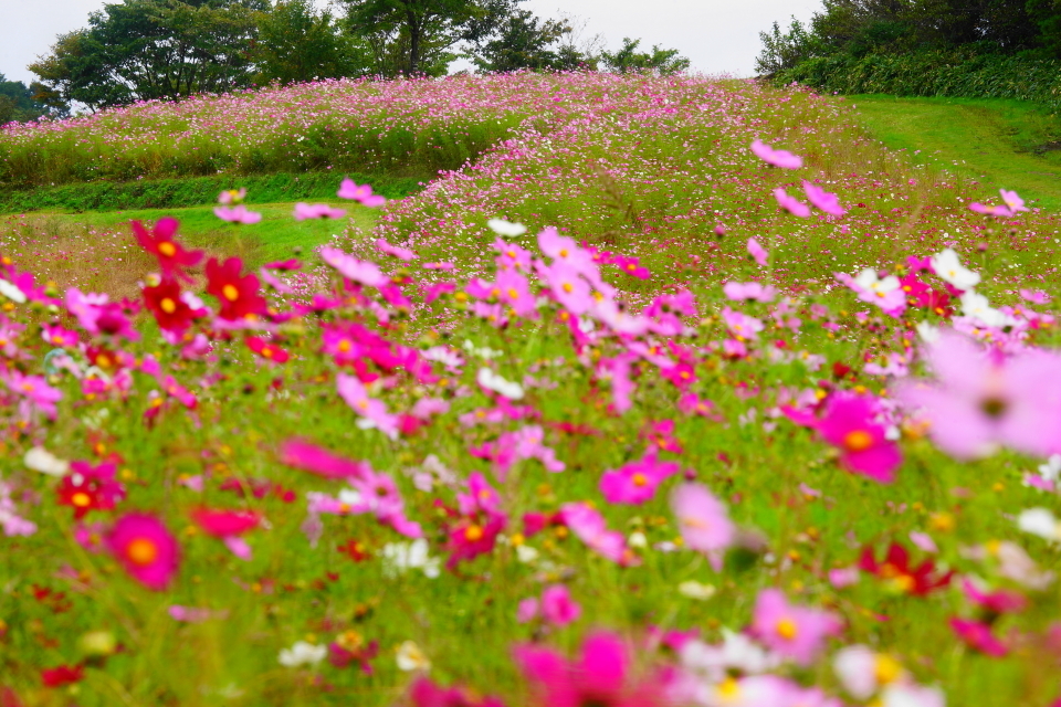 「内山牧場大コスモス園」