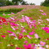 「内山牧場大コスモス園」