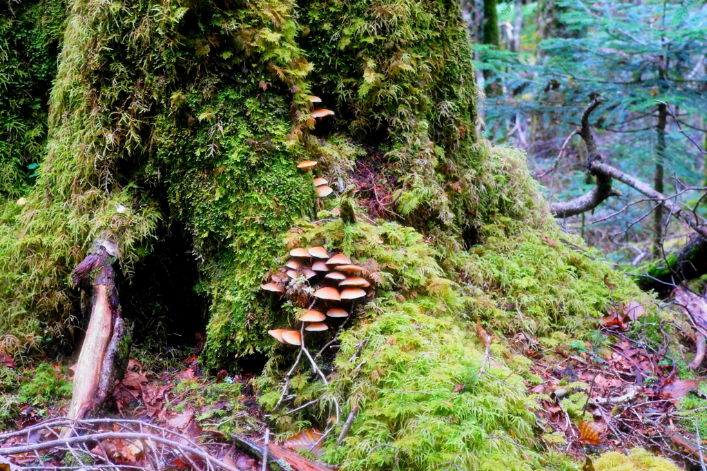「苔ときのこ」