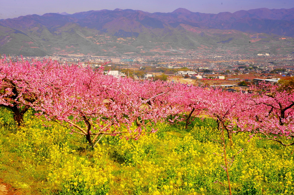 「桃源郷と菜の花」