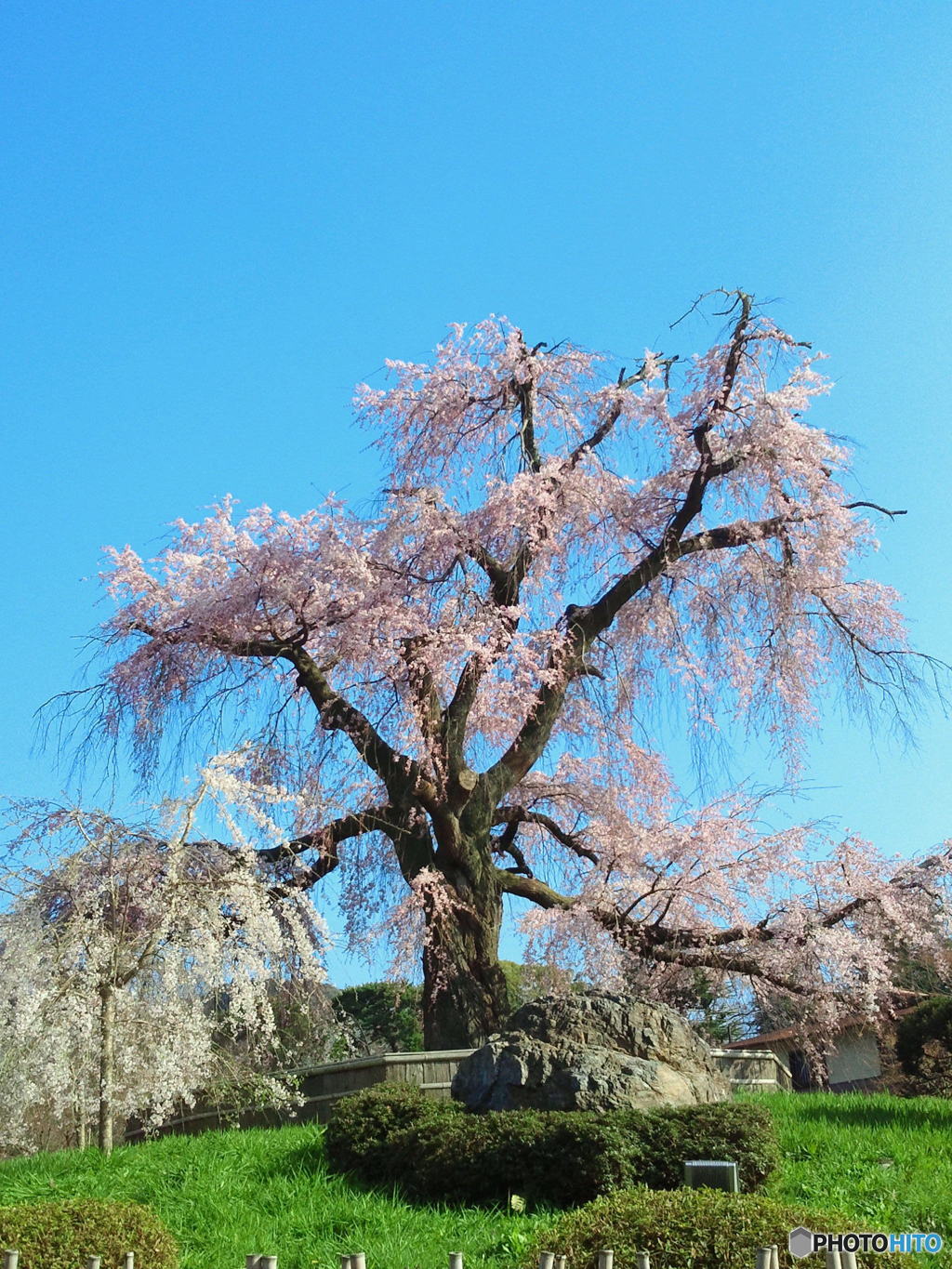 円山公園