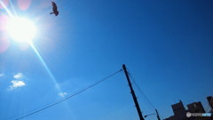 鳶＠出町柳の上空