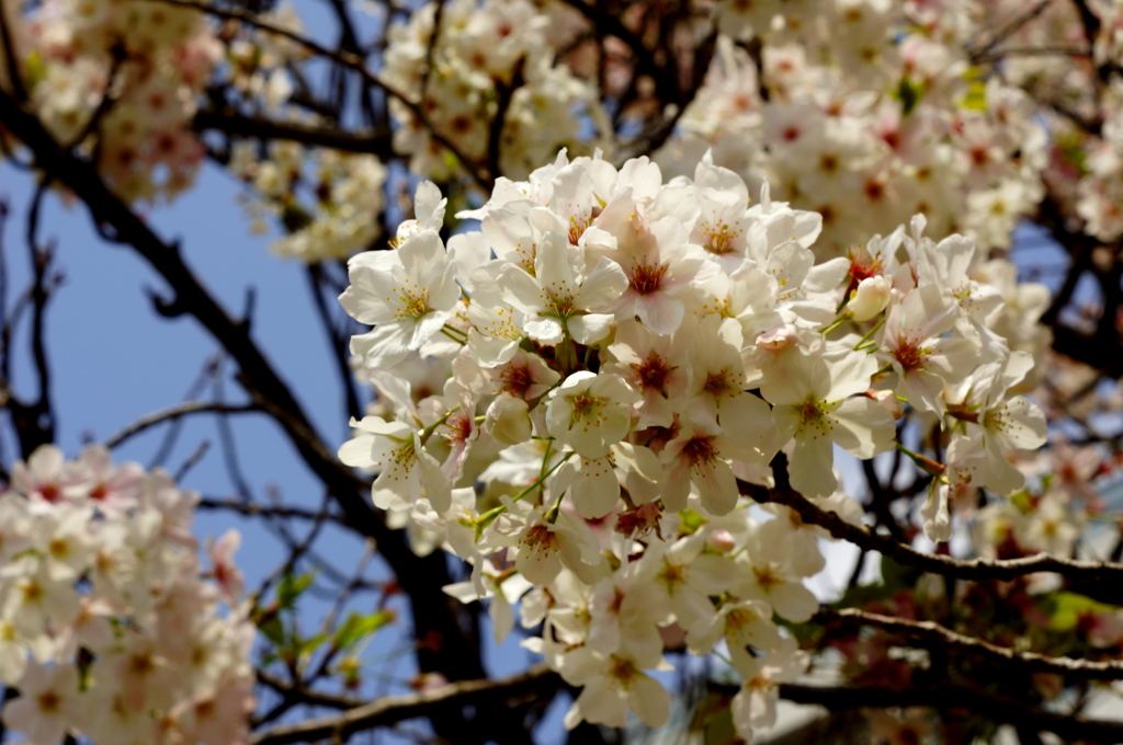 お花見