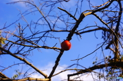 柿空