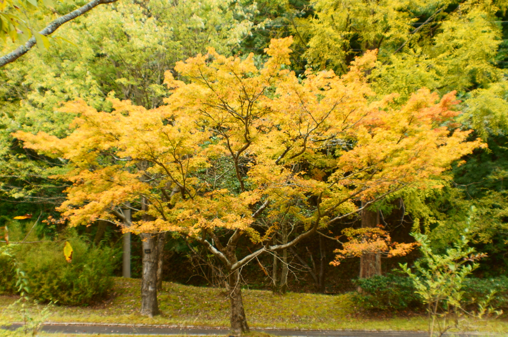 紅葉今から