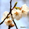 花見