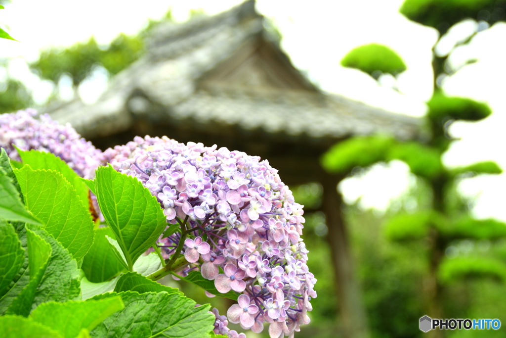 梅雨時期