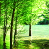 新緑の世界