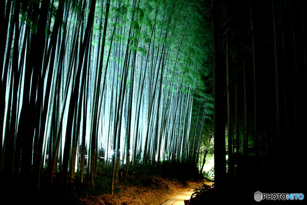 竹林