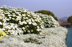 花の丘