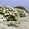 花の丘