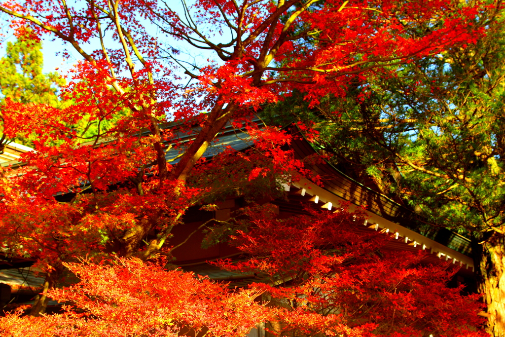 染まる寺