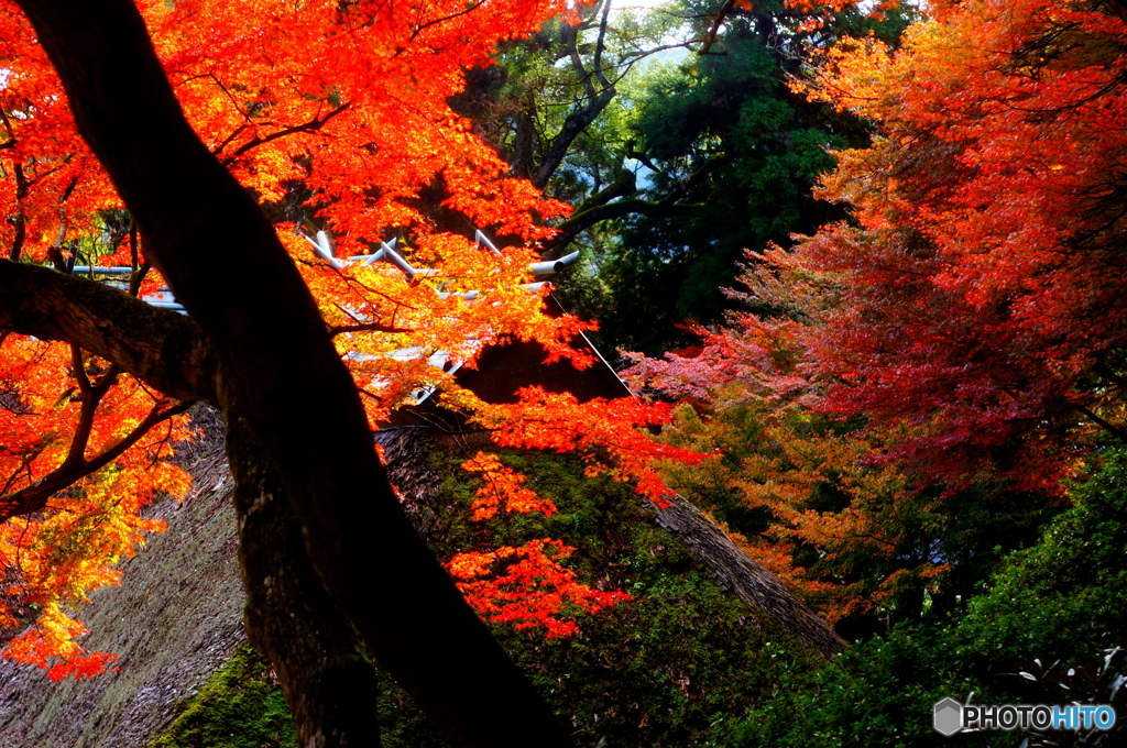 真っ赤な紅葉