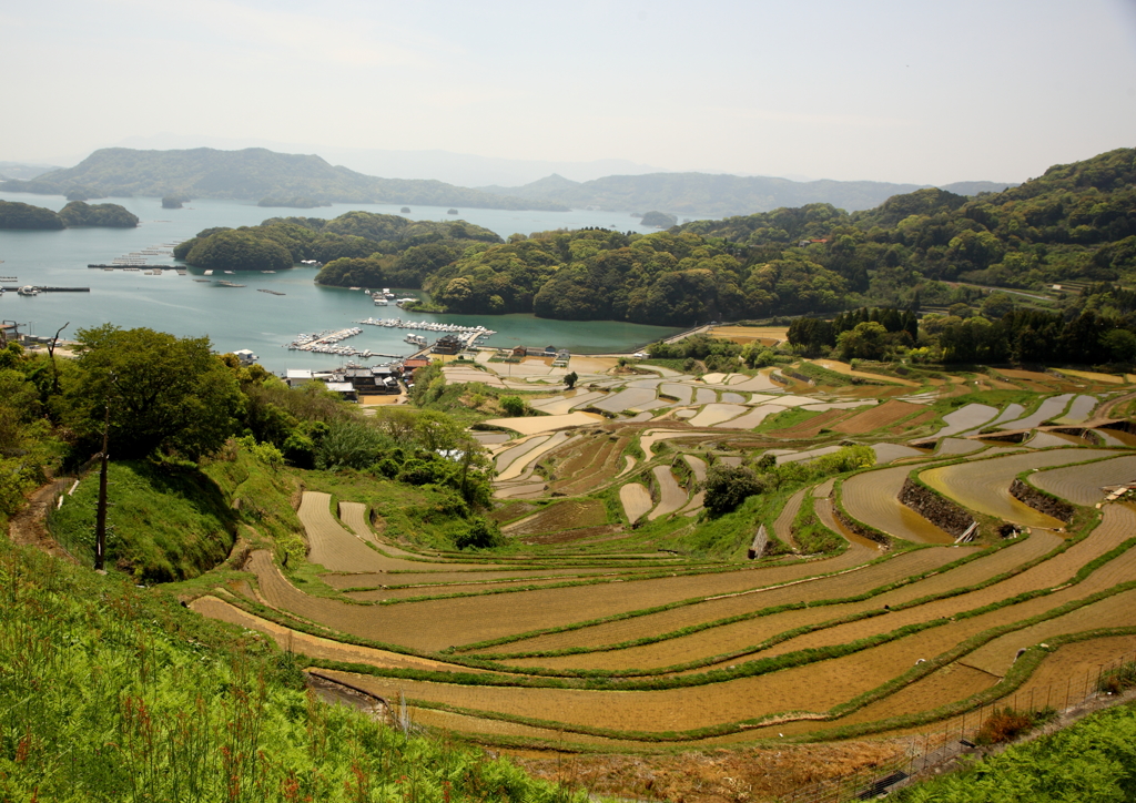 田植え間近