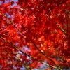 紅