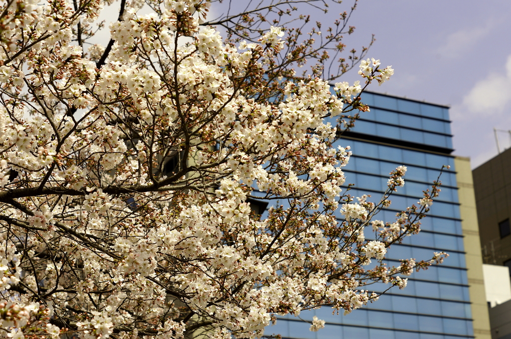 街の桜