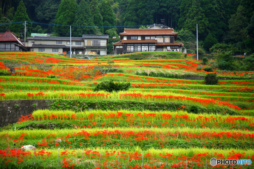 棚田