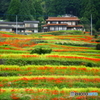 棚田