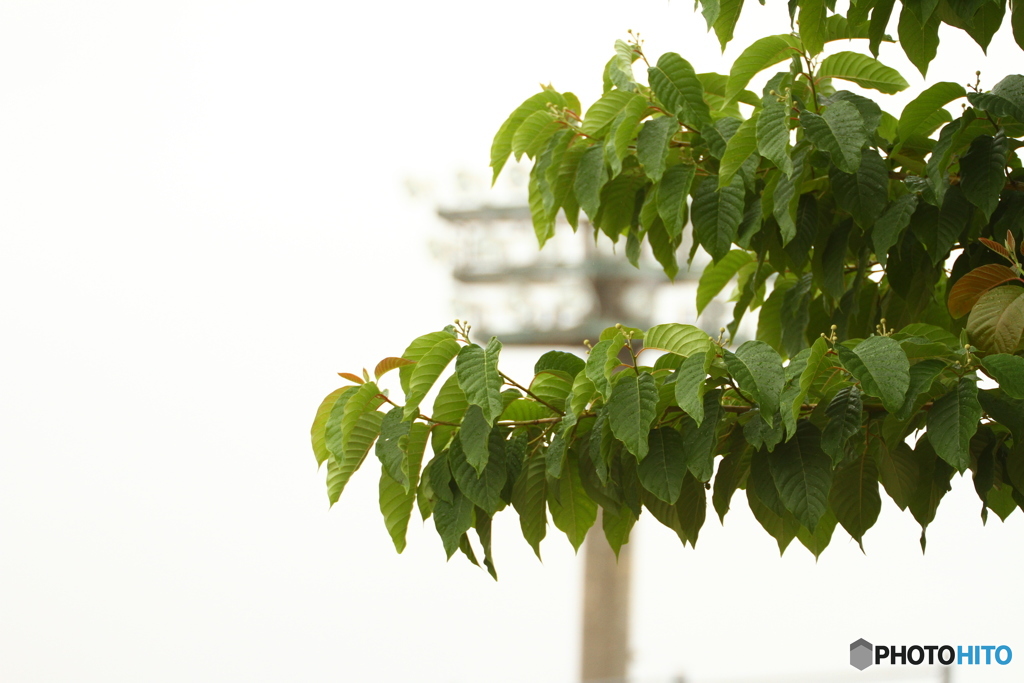 雨の試合