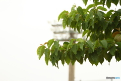 雨の試合