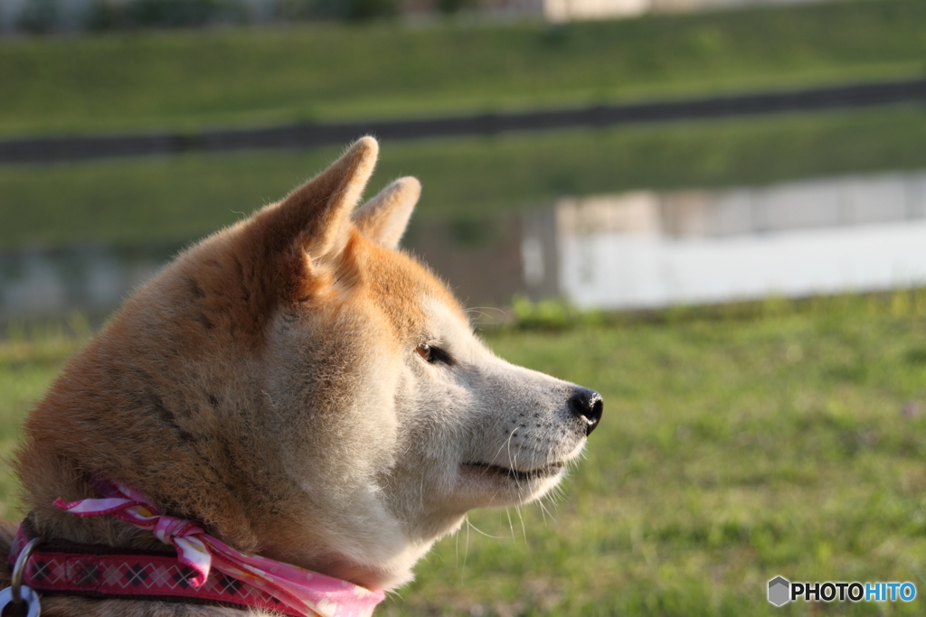 たそがれ