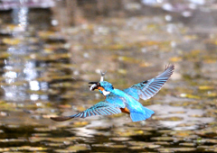 水辺の鳥　カワセミ