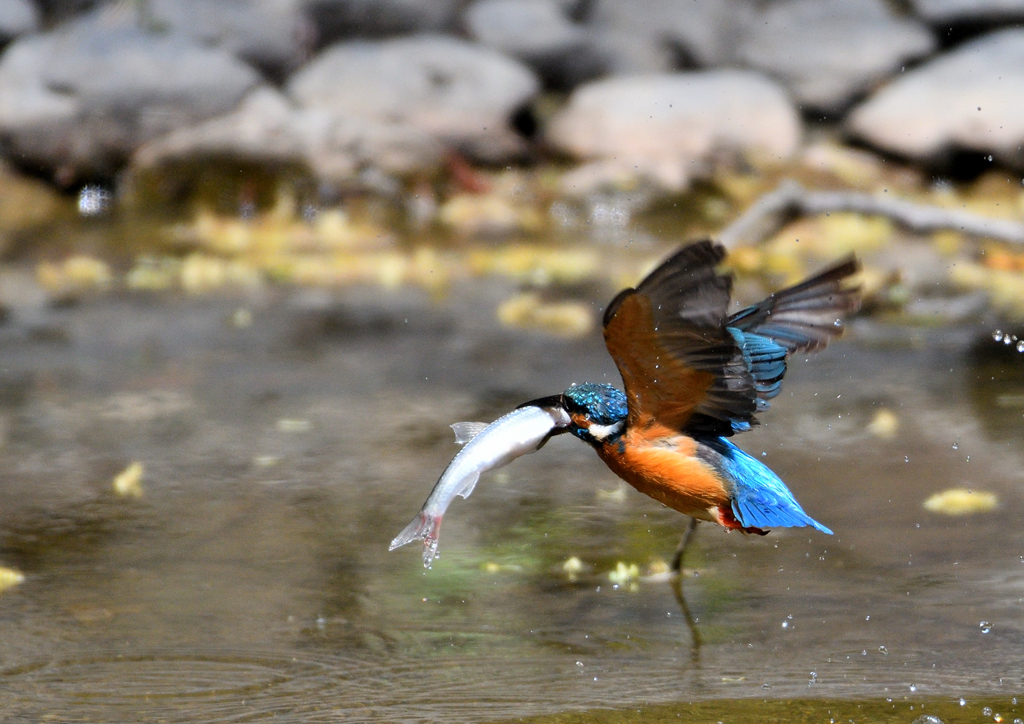 水辺の鳥　カワセミ