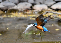 水辺の鳥　カワセミ