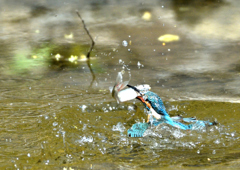 水辺の鳥　カワセミ