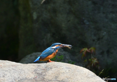 水辺の鳥　カワセミ