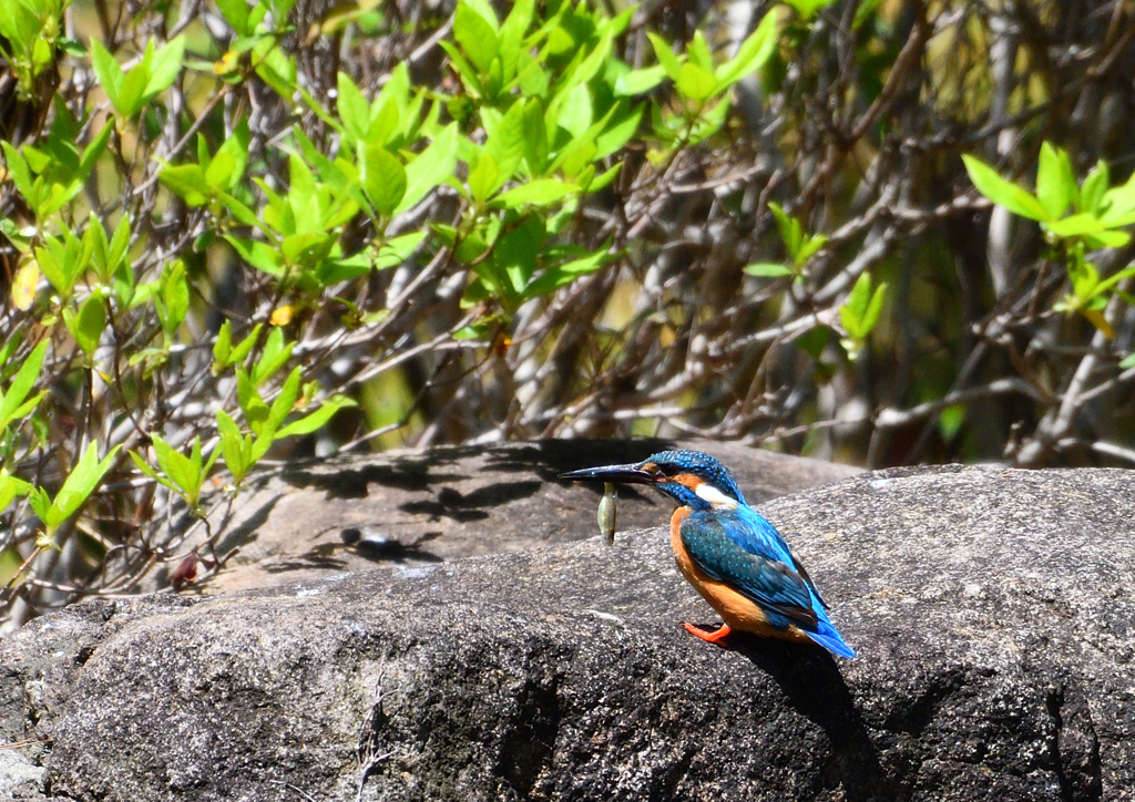 水辺の鳥　カワセミ