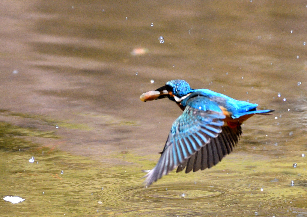 水辺の鳥　カワセミ