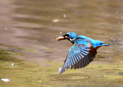 水辺の鳥　カワセミ