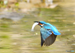 水辺の鳥　カワセミ