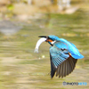 水辺の鳥　カワセミ