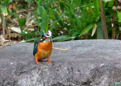 水辺の鳥　カワセミ