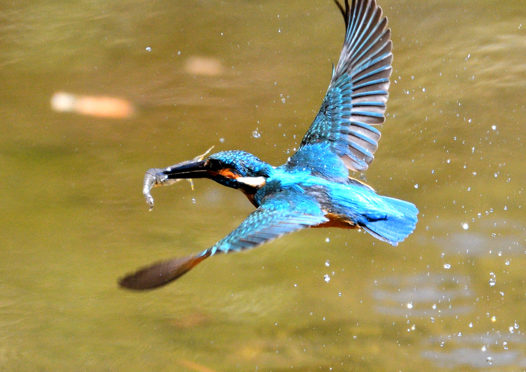 水辺の鳥