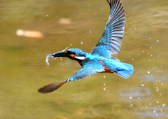 水辺の鳥