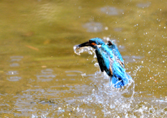 水辺の鳥　カワセミ