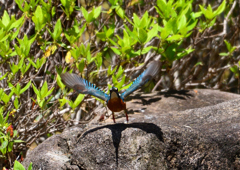 水辺の鳥　カワセミ