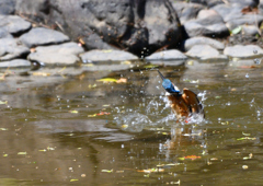 水辺の鳥　カワセミ