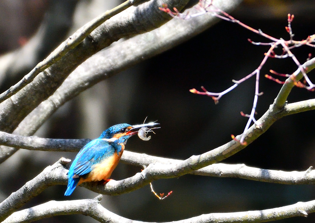 水辺の鳥　カワセミ