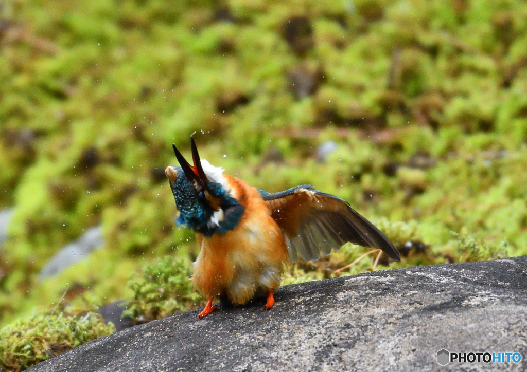 水辺の鳥　カワセミ