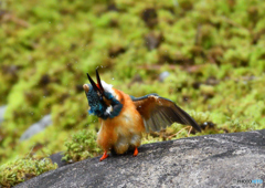 水辺の鳥　カワセミ