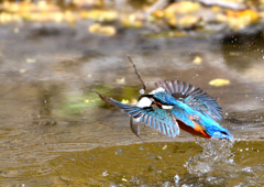 水辺の鳥　カワセミ