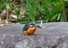 水辺の鳥　カワセミ